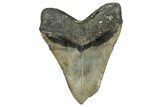Huge, Fossil Megalodon Tooth - Feeding Damaged Tip #342152-2